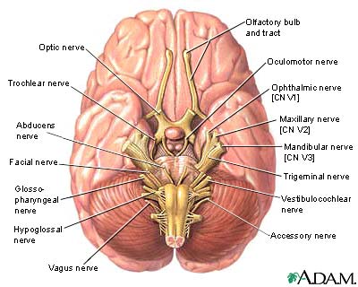 12 Cranial Nerve Picture 2